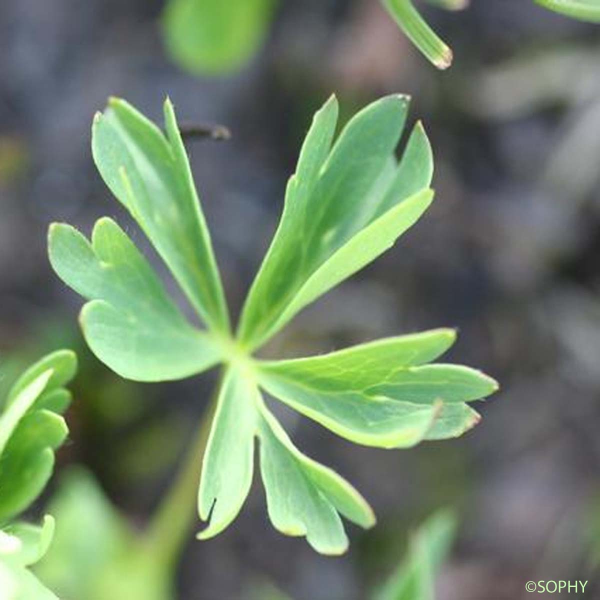 Alchémille à cinq folioles - Alchemilla pentaphyllea