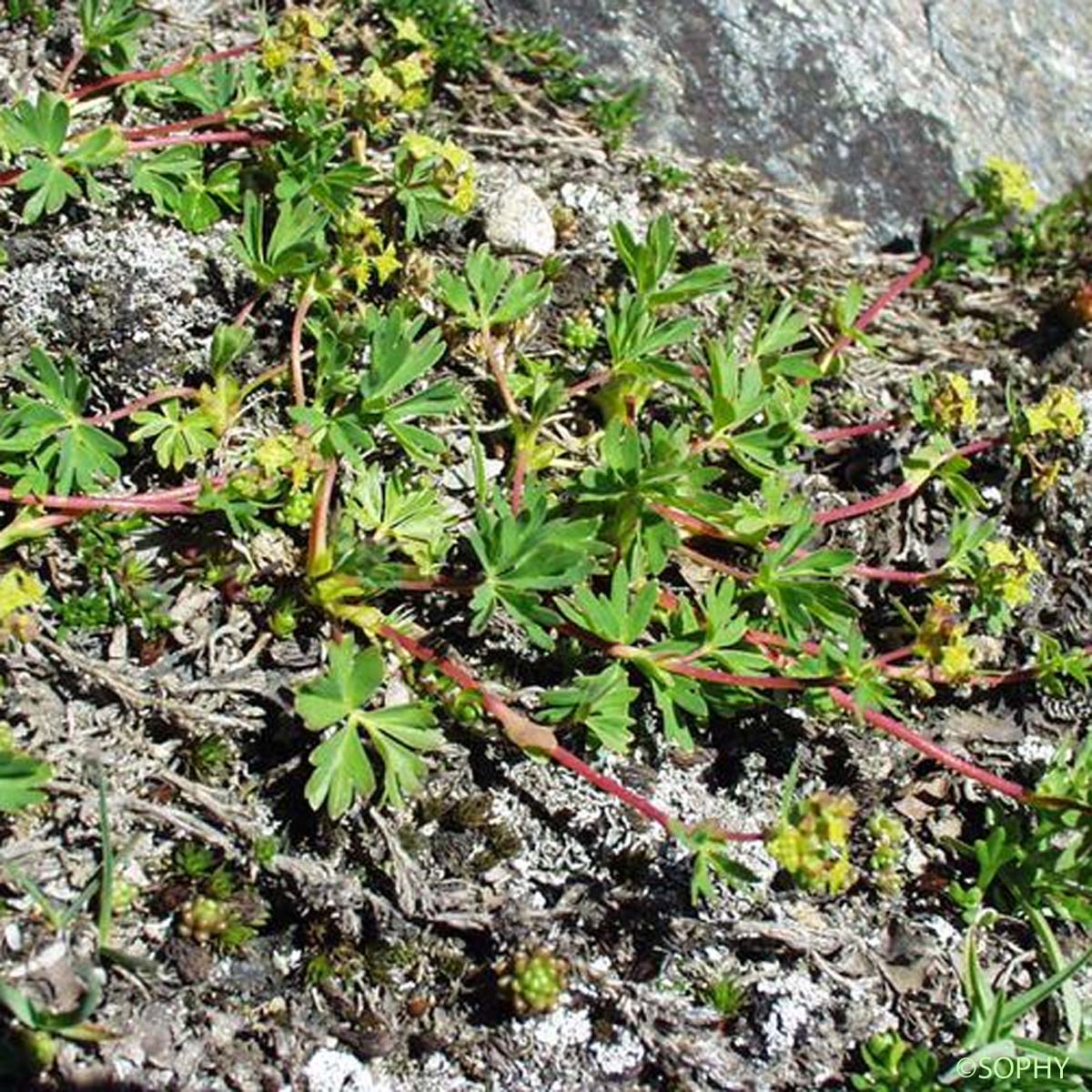 Alchémille à cinq folioles - Alchemilla pentaphyllea