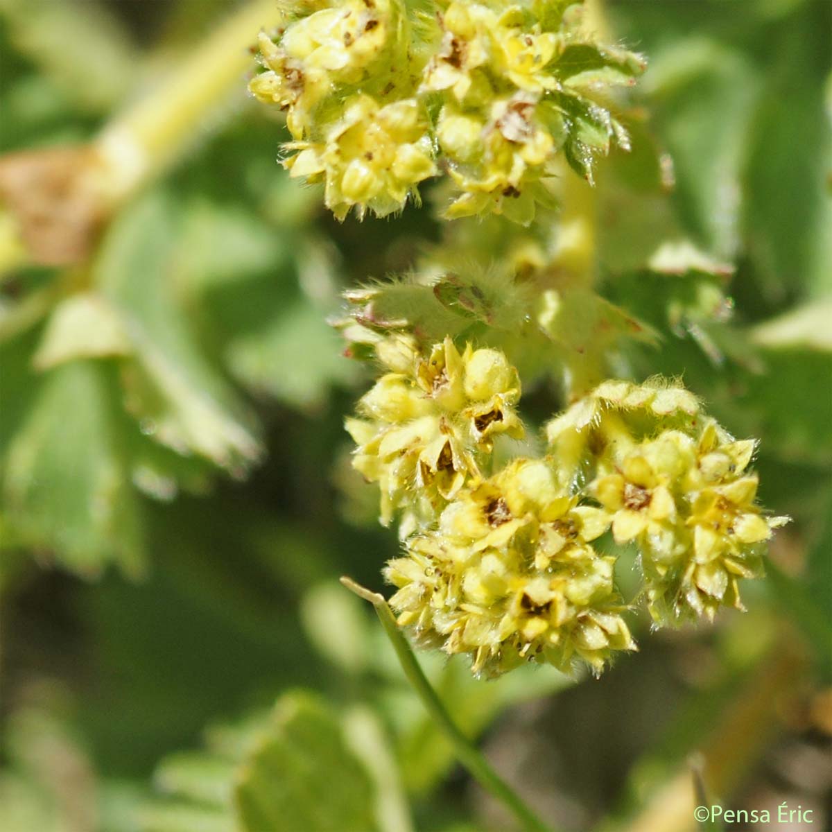 Alchémille à feuilles en éventail - Alchemilla flabellata