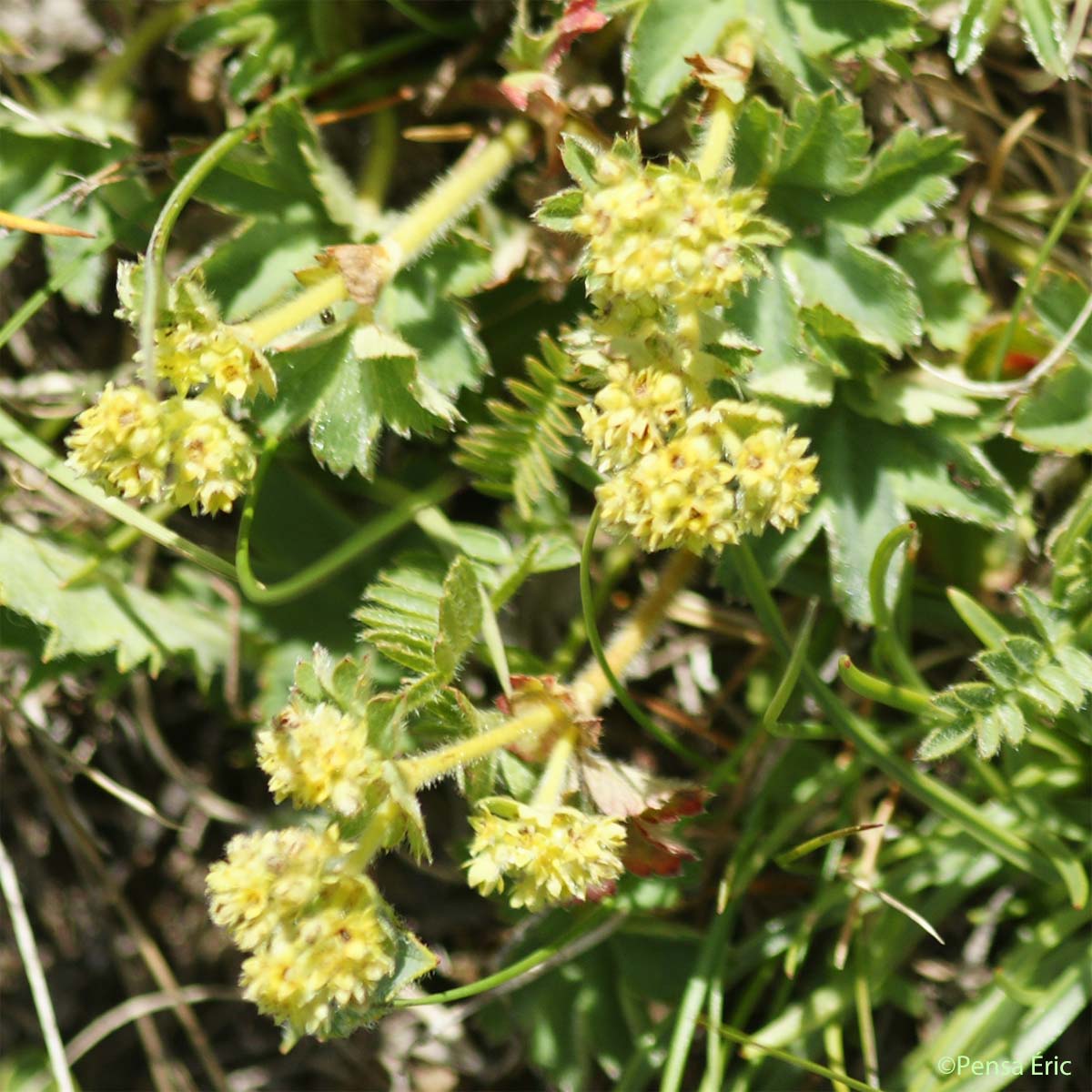 Alchémille à feuilles en éventail - Alchemilla flabellata