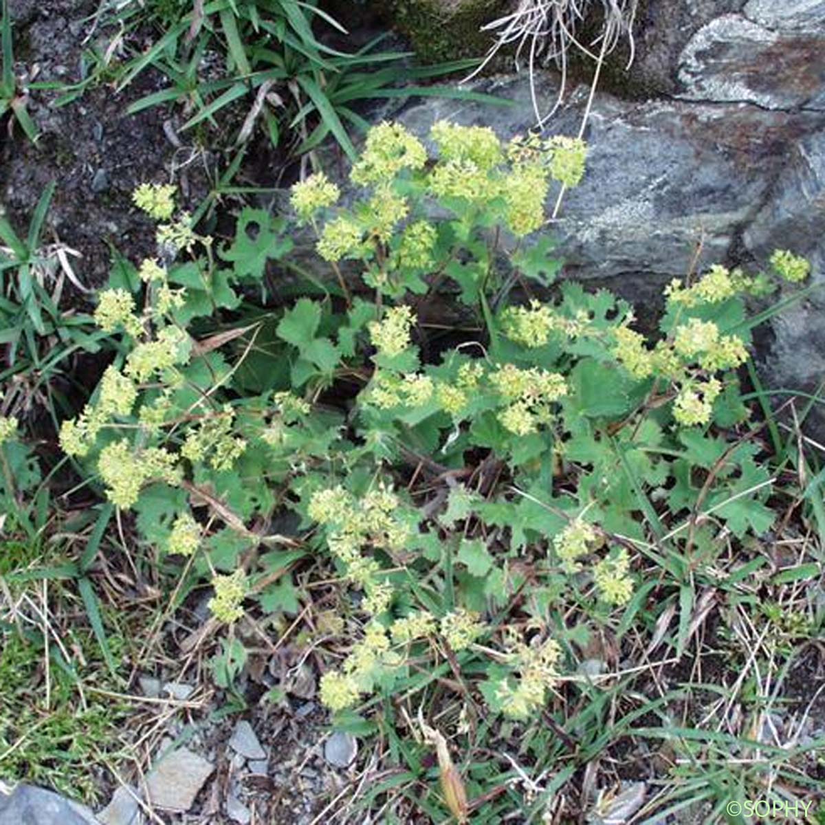 Alchémille brillante - Alchemilla splendens