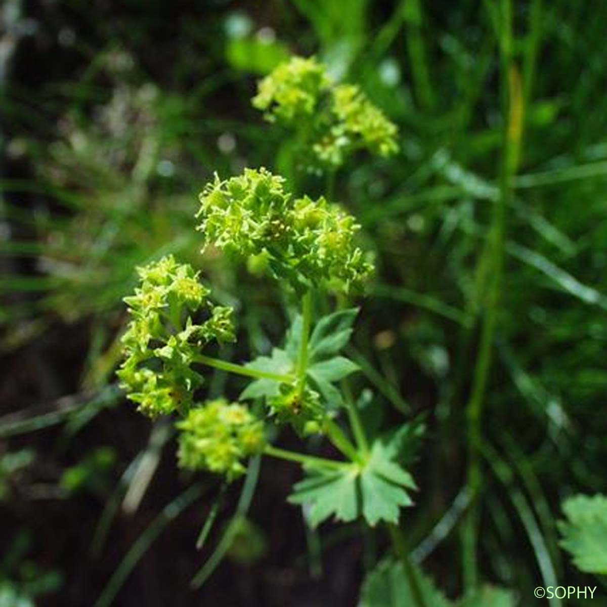 Alchémille commune  - Alchemilla acutiloba