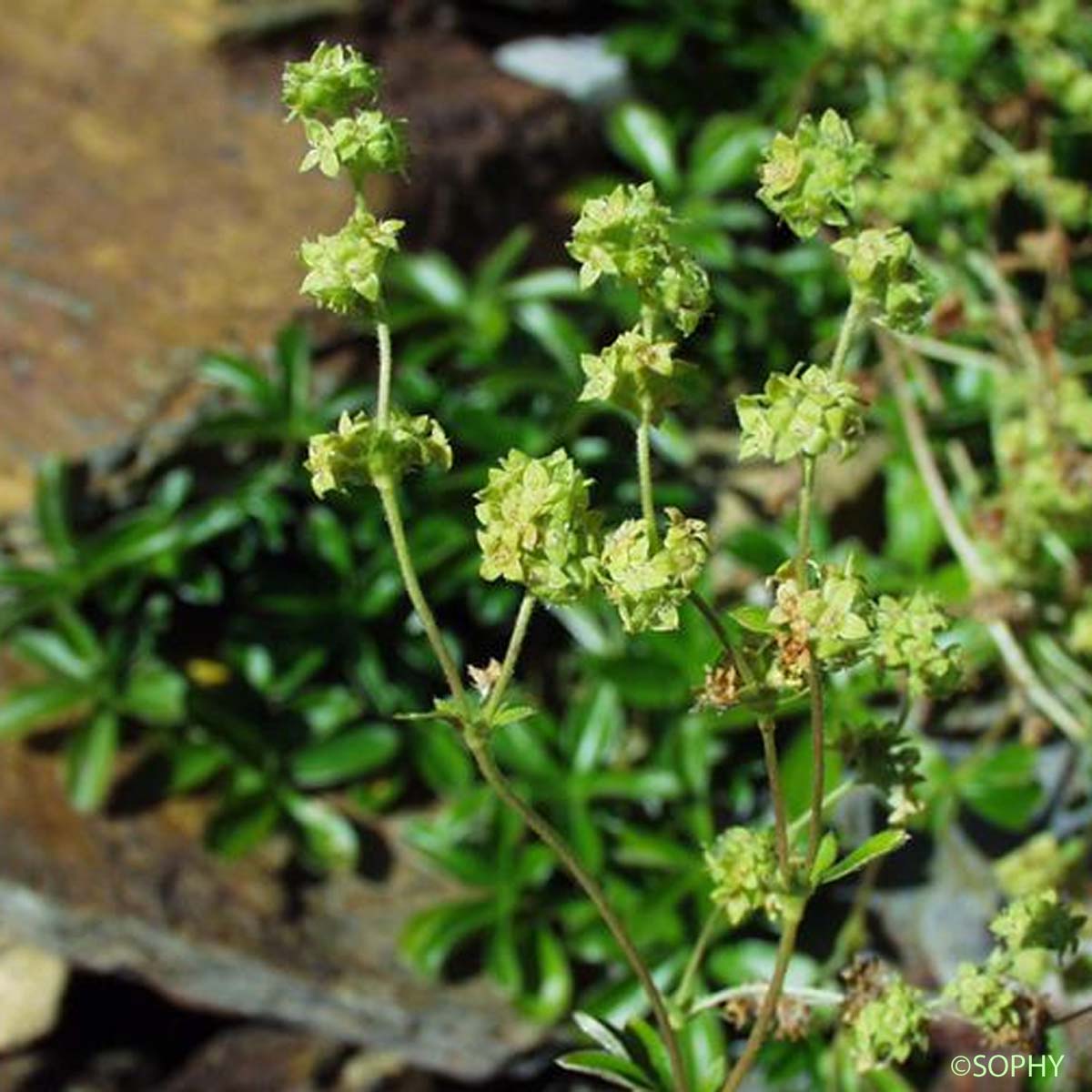 Alchémille des rochers - Alchemilla saxatilis