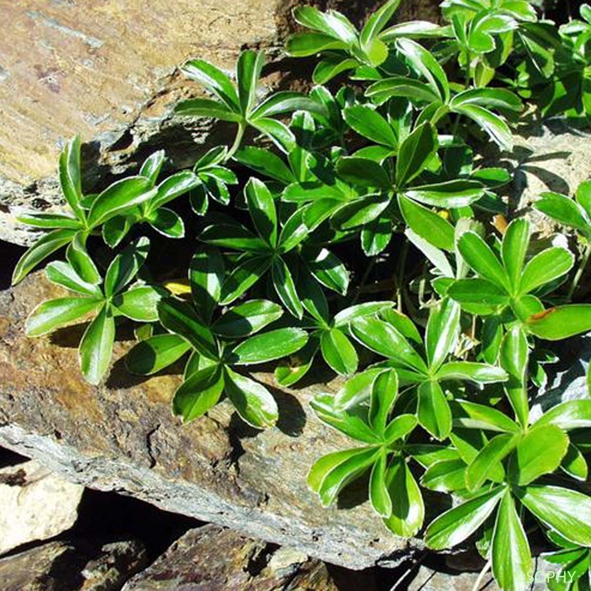 Alchémille des rochers - Alchemilla saxatilis