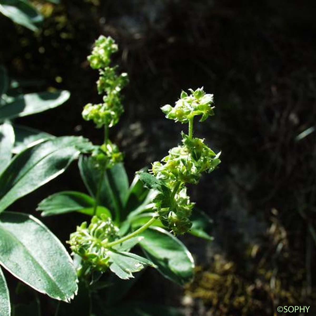 Alchémille peu soyeuse - Alchemilla subsericea