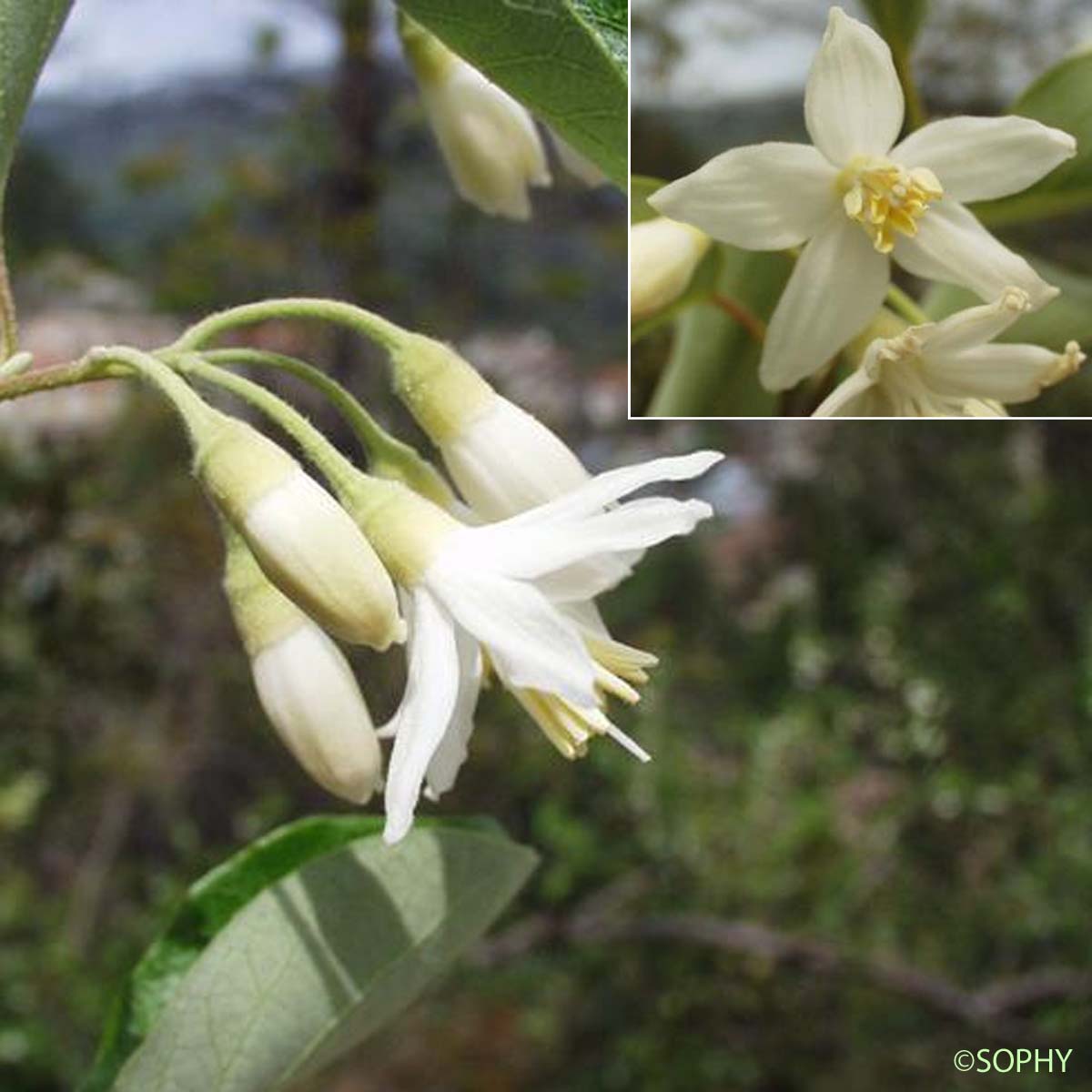 Aliboufier - Styrax officinalis