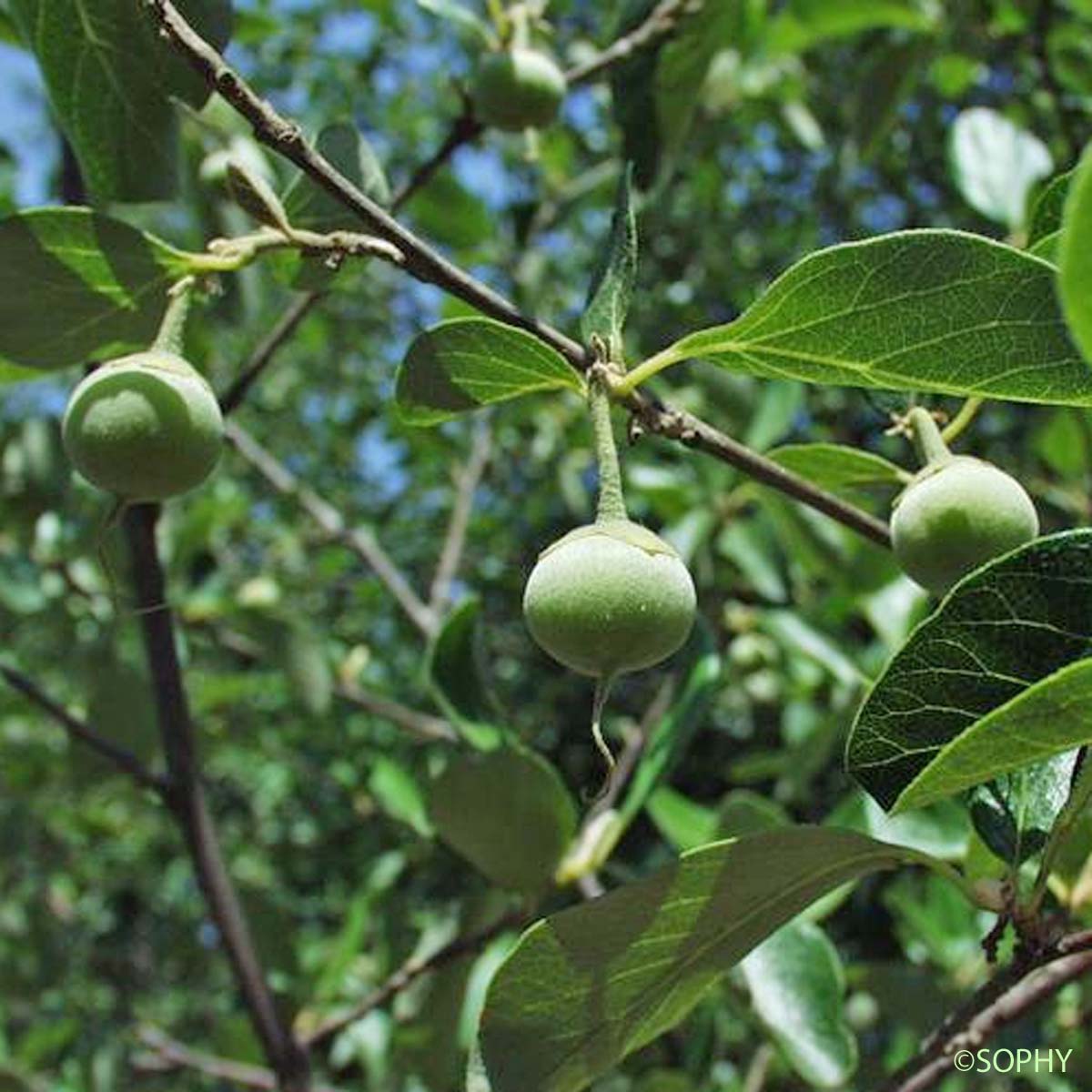 Aliboufier - Styrax officinalis