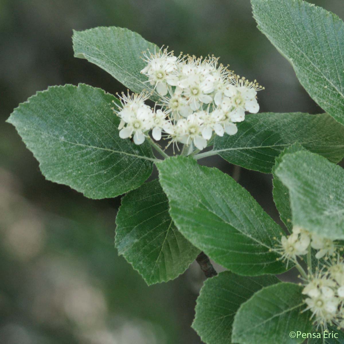 Alisier blanc - Aria edulis