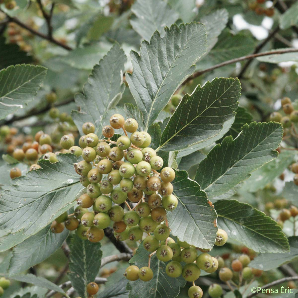 Alisier blanc - Sorbus aria