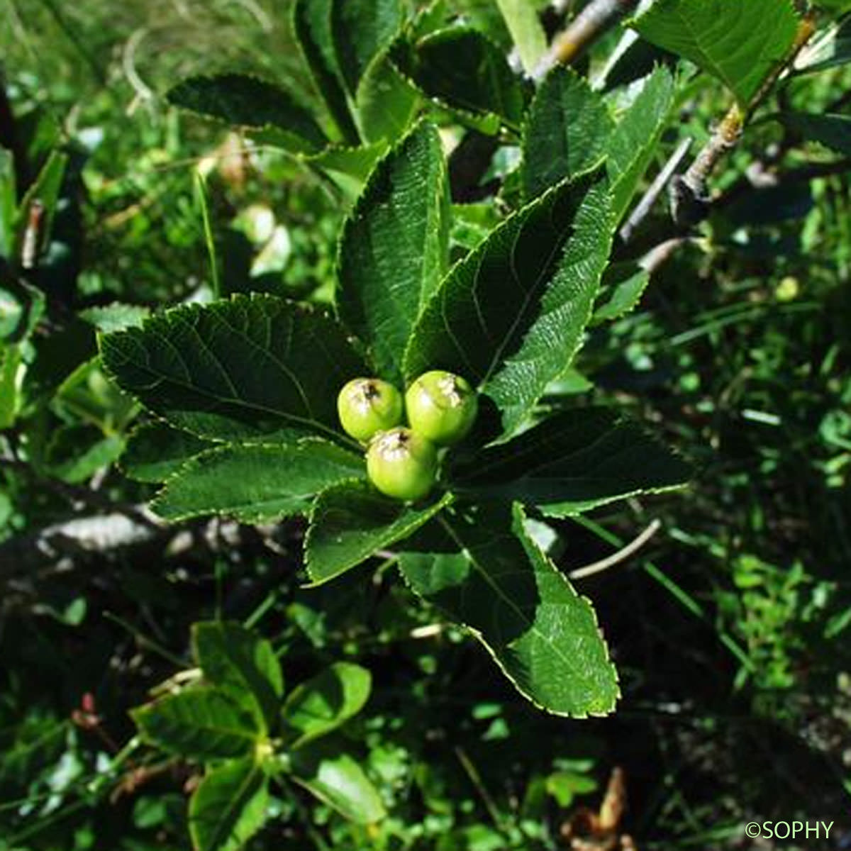 Alisier nain - Chamaemespilus alpina