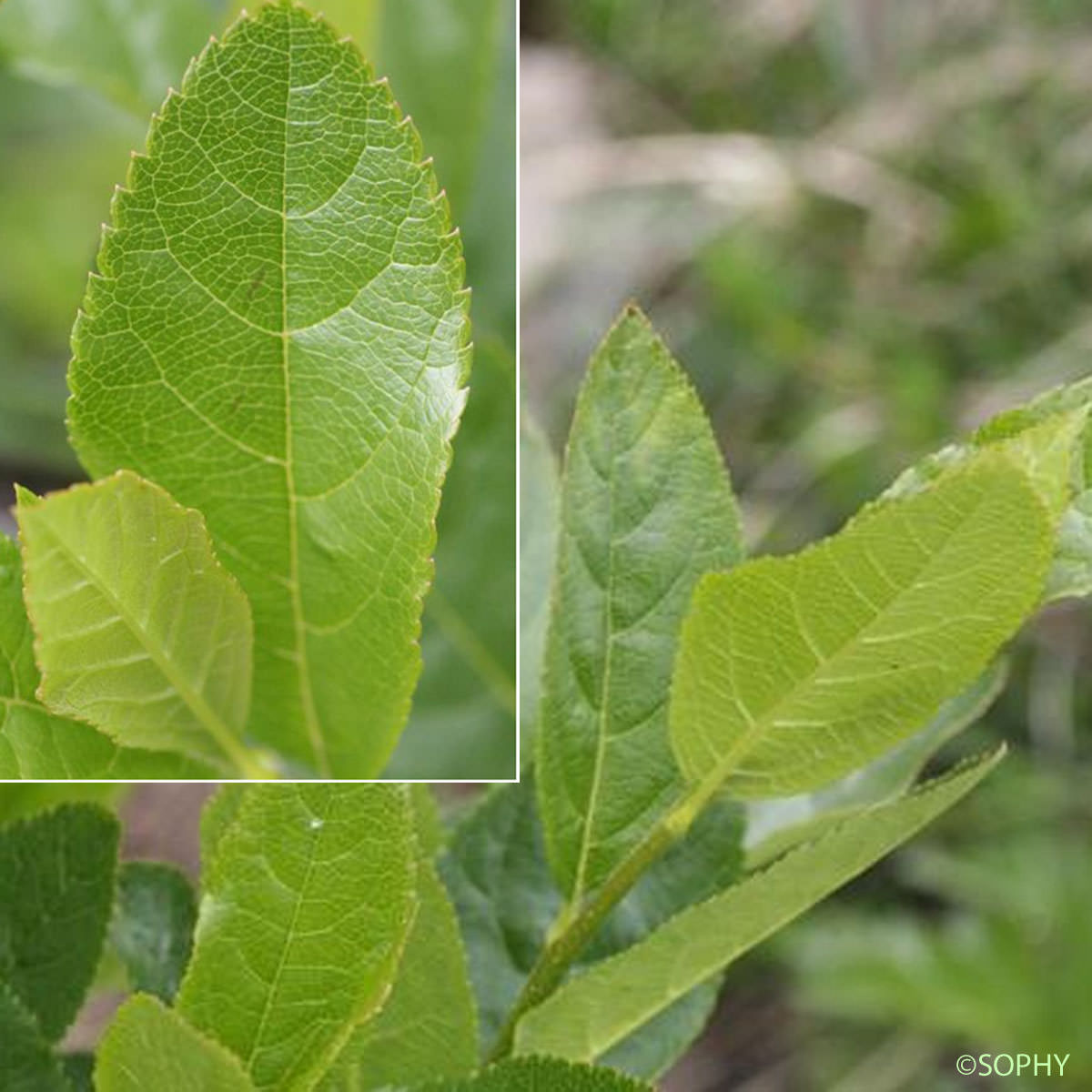 Alisier nain - Sorbus chamaemespilus