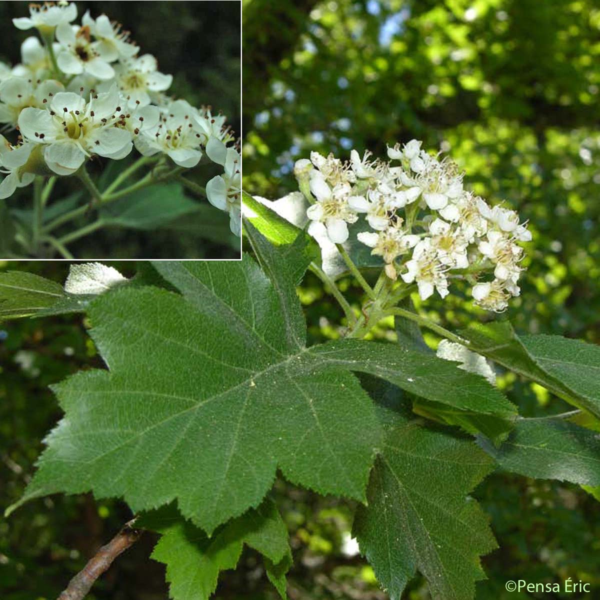 Alisier torminal - Sorbus torminalis