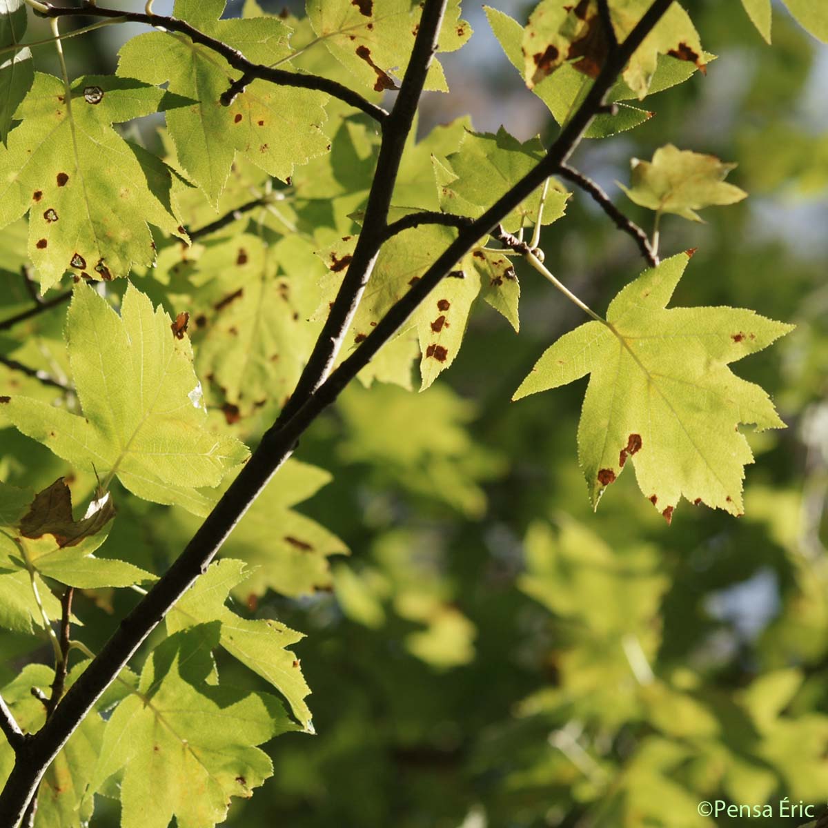 Alisier torminal - Sorbus torminalis