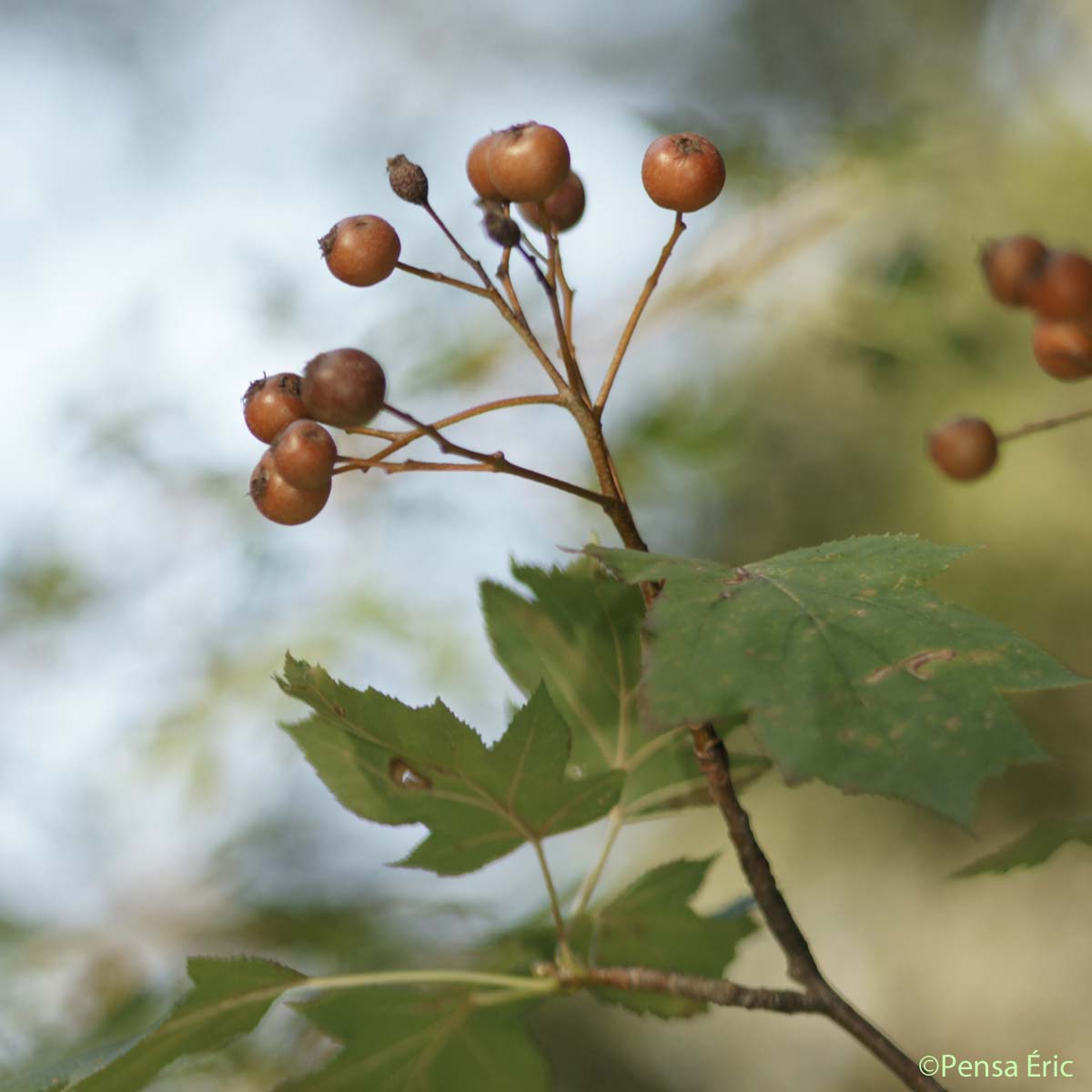 Alisier torminal - Sorbus torminalis