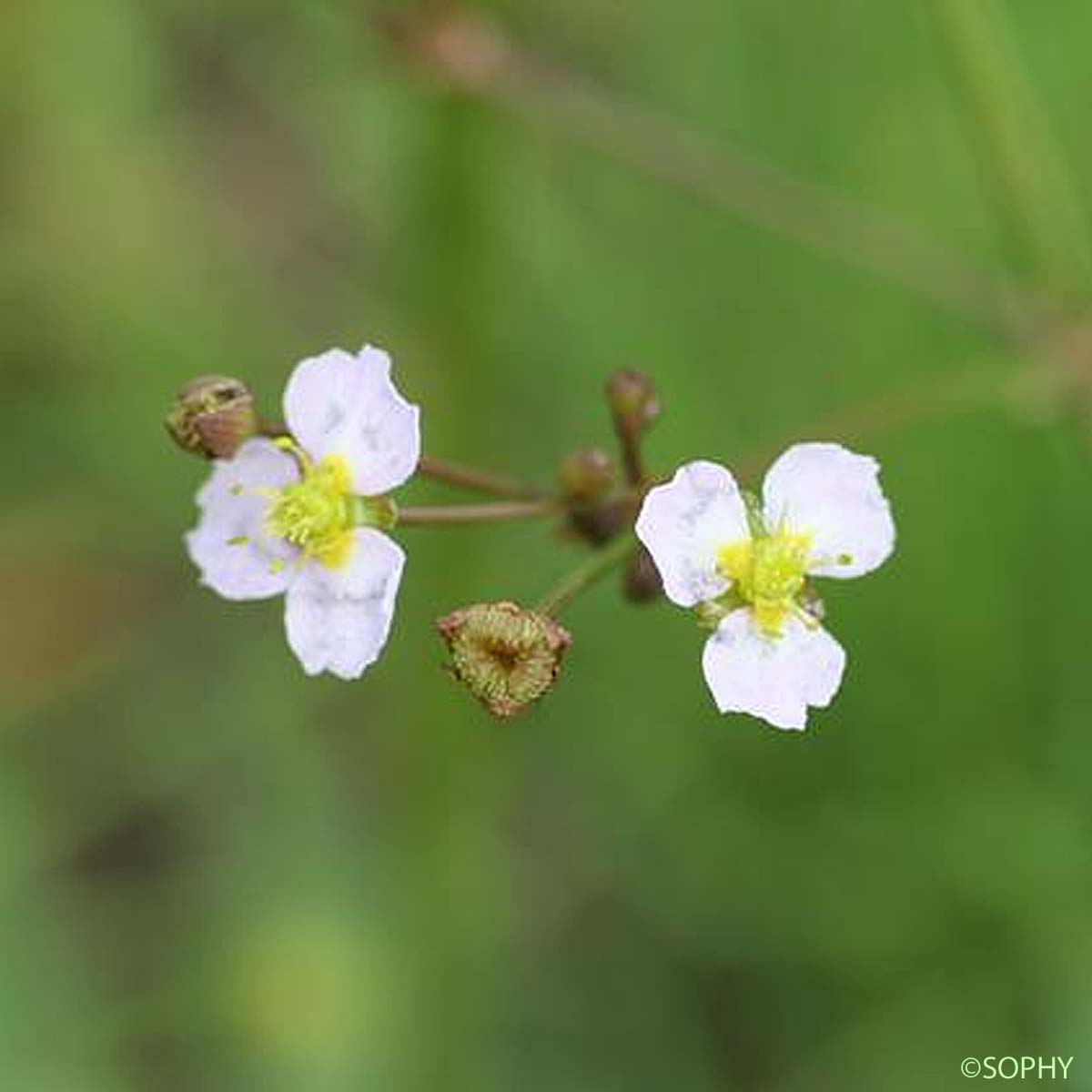 Alisma fausse Renoncule - Baldellia ranunculoides