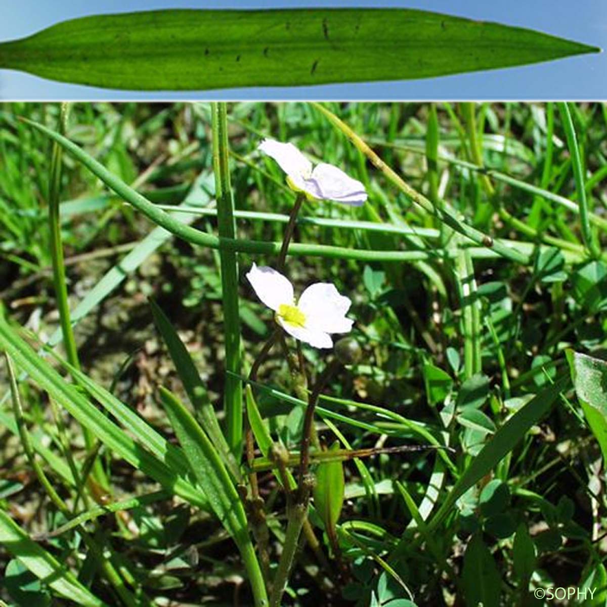 Alisma fausse Renoncule - Baldellia ranunculoides