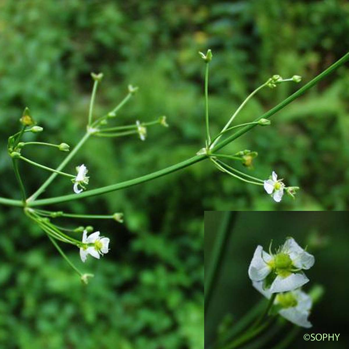 Alisma Plantain d'eau - Alisma plantago-aquatica