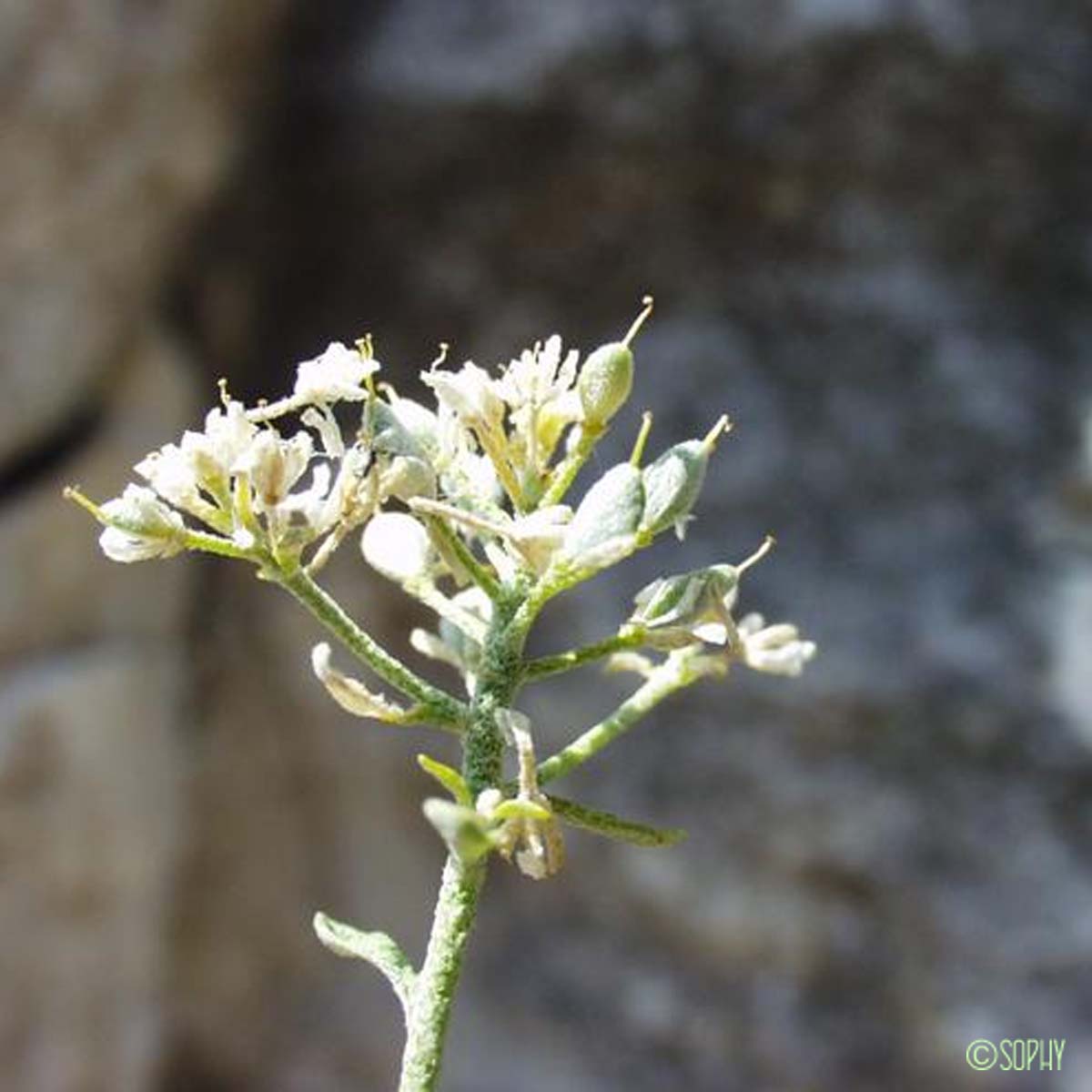 Alysson alpestre - Alyssum alpestre