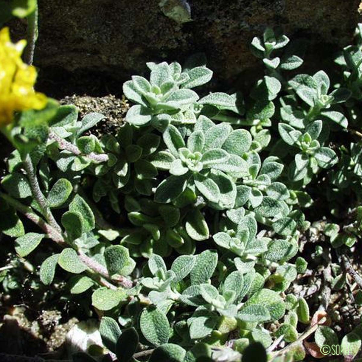 Alysson alpestre - Alyssum alpestre