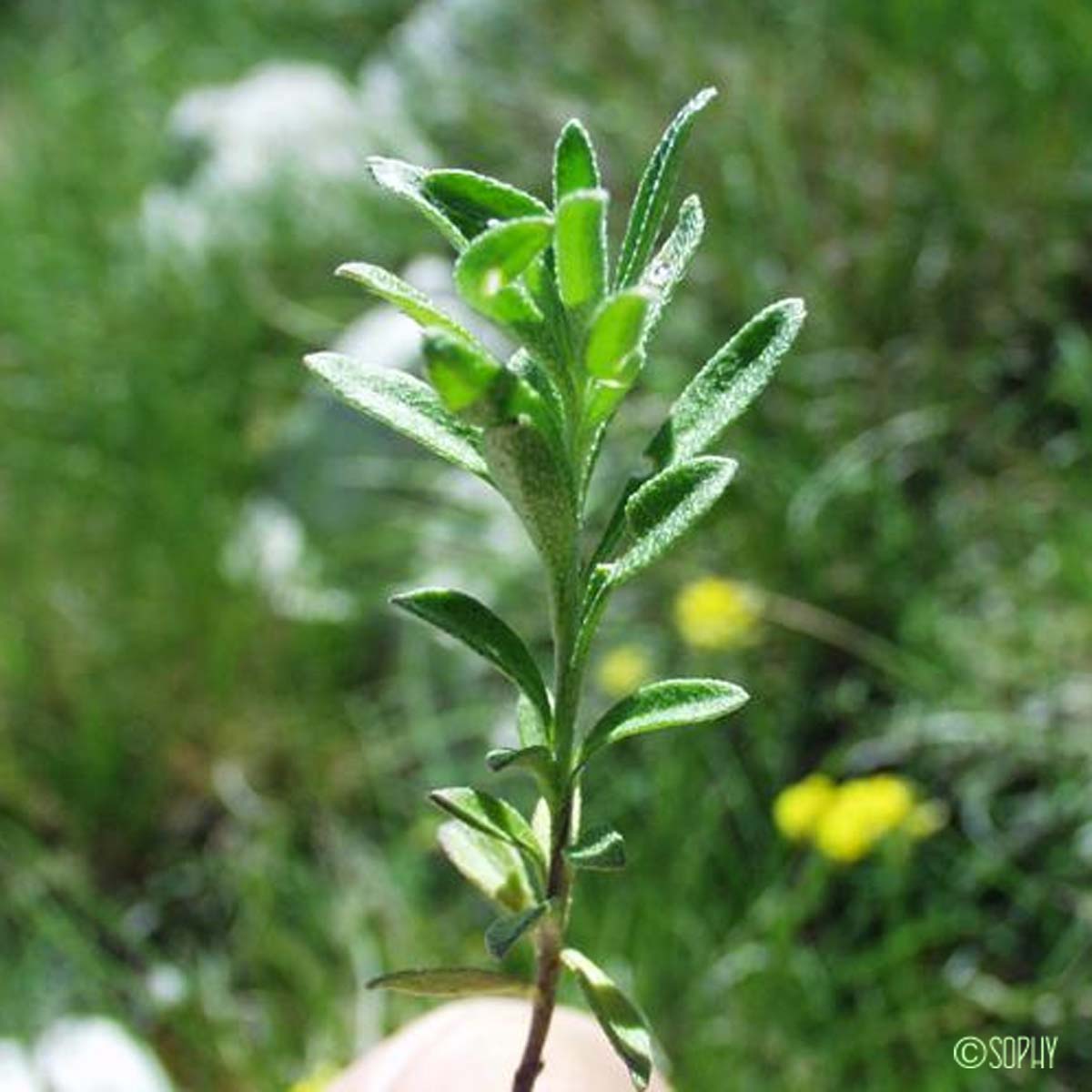 Alysson des montagnes - Alyssum montanum