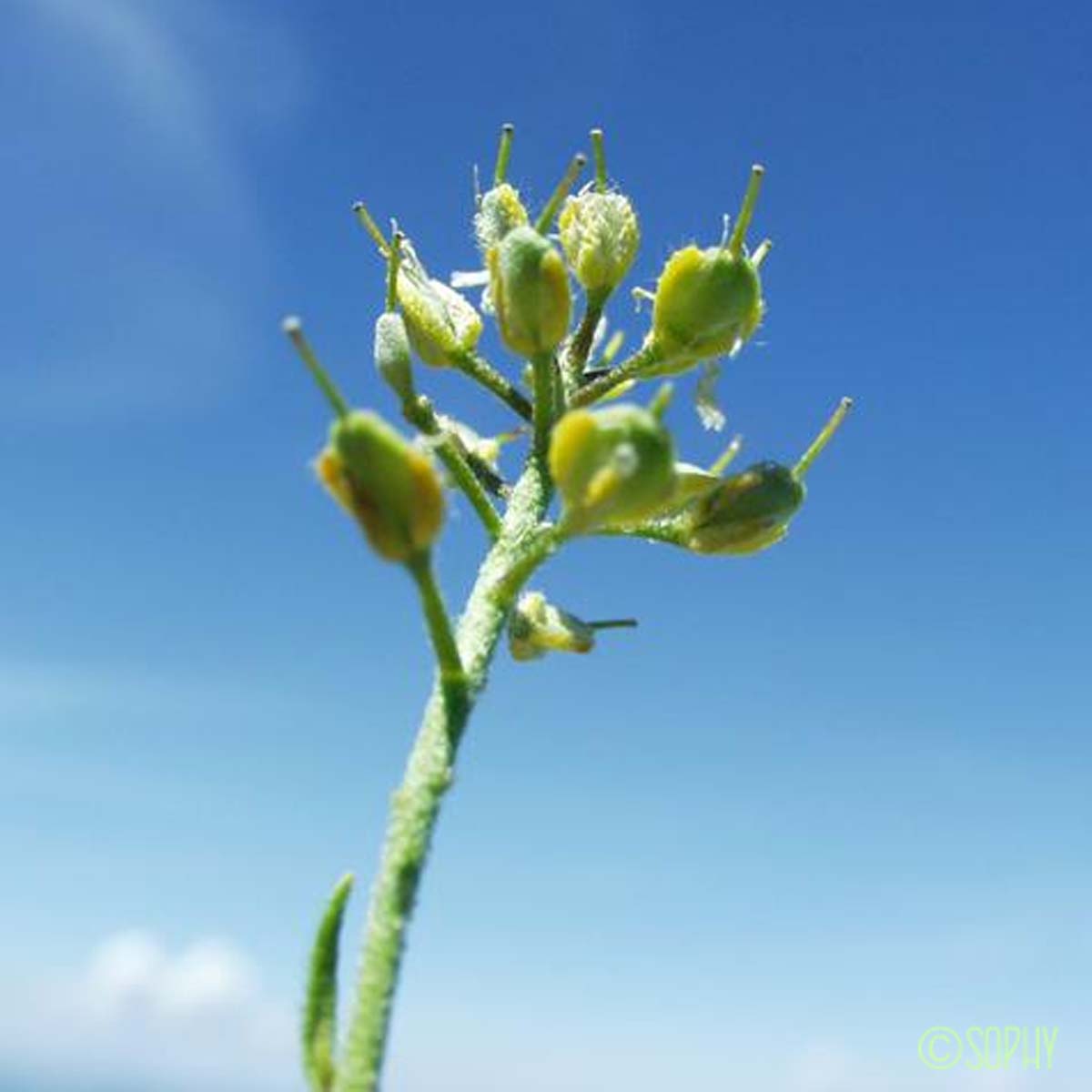 Alysson des montagnes - Alyssum montanum