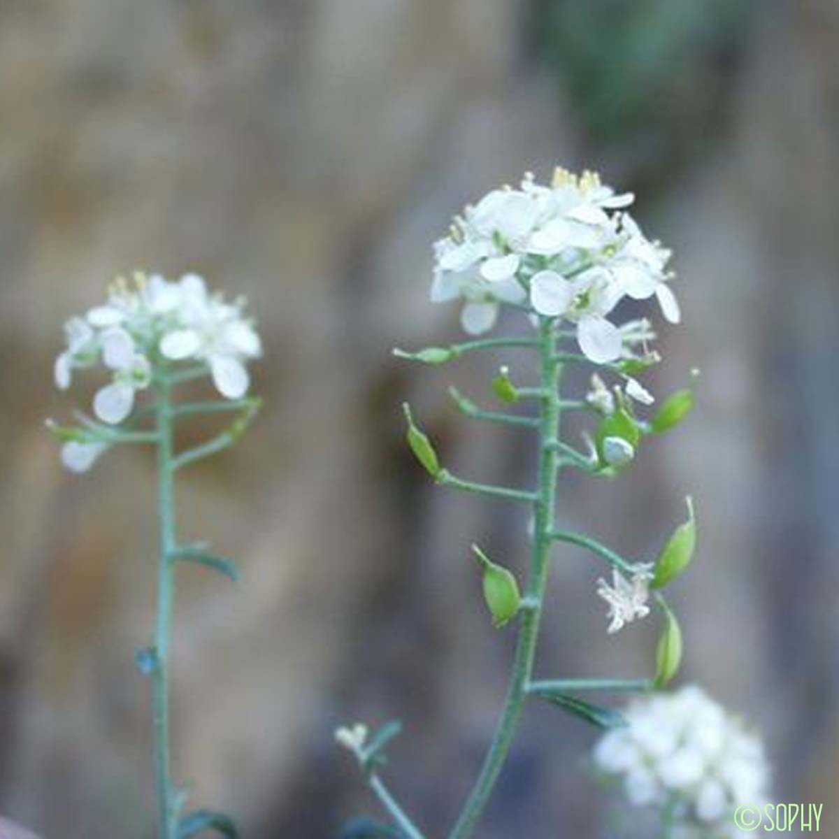 Alysson épineux - Hormathophylla spinosa