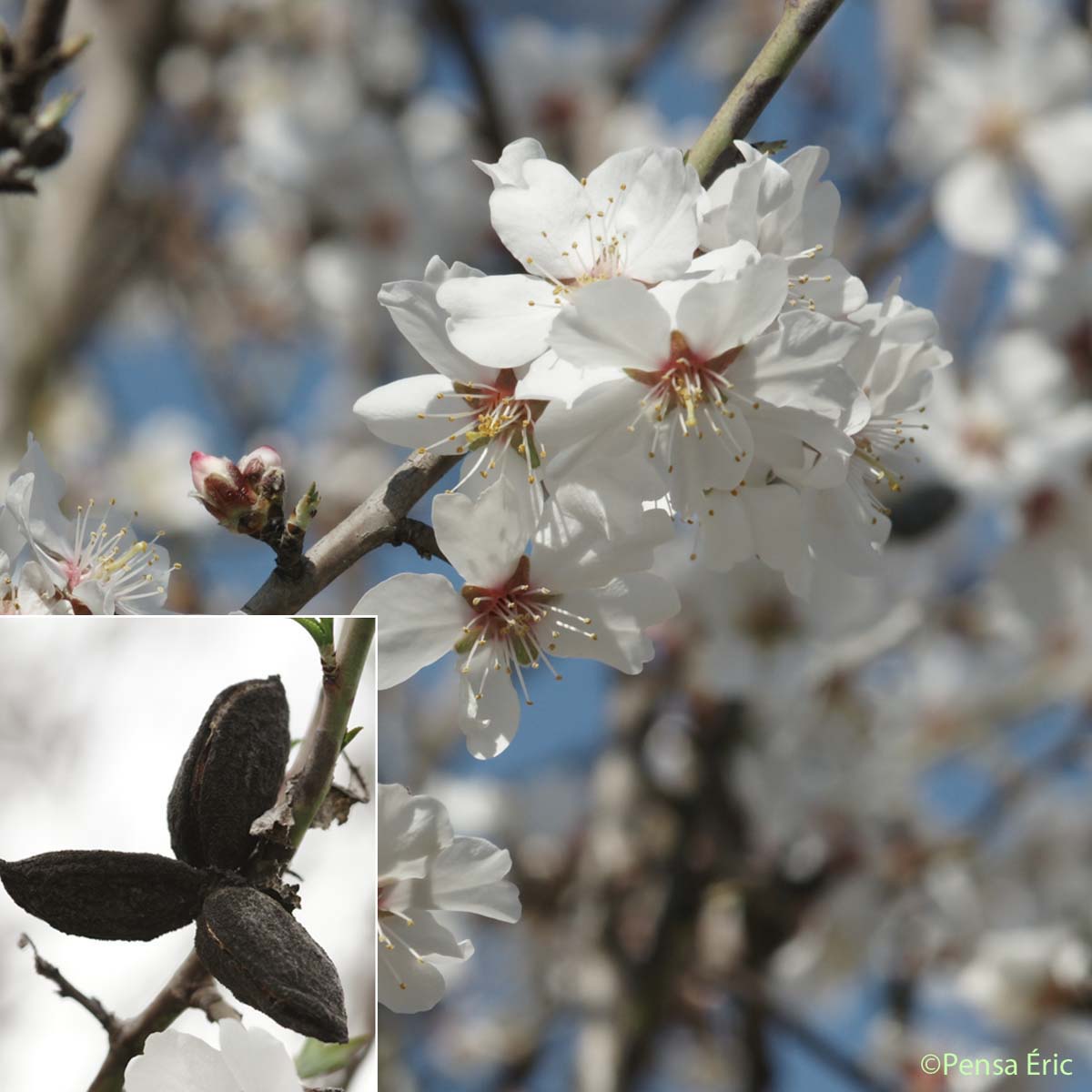 Amandier - Prunus dulcis