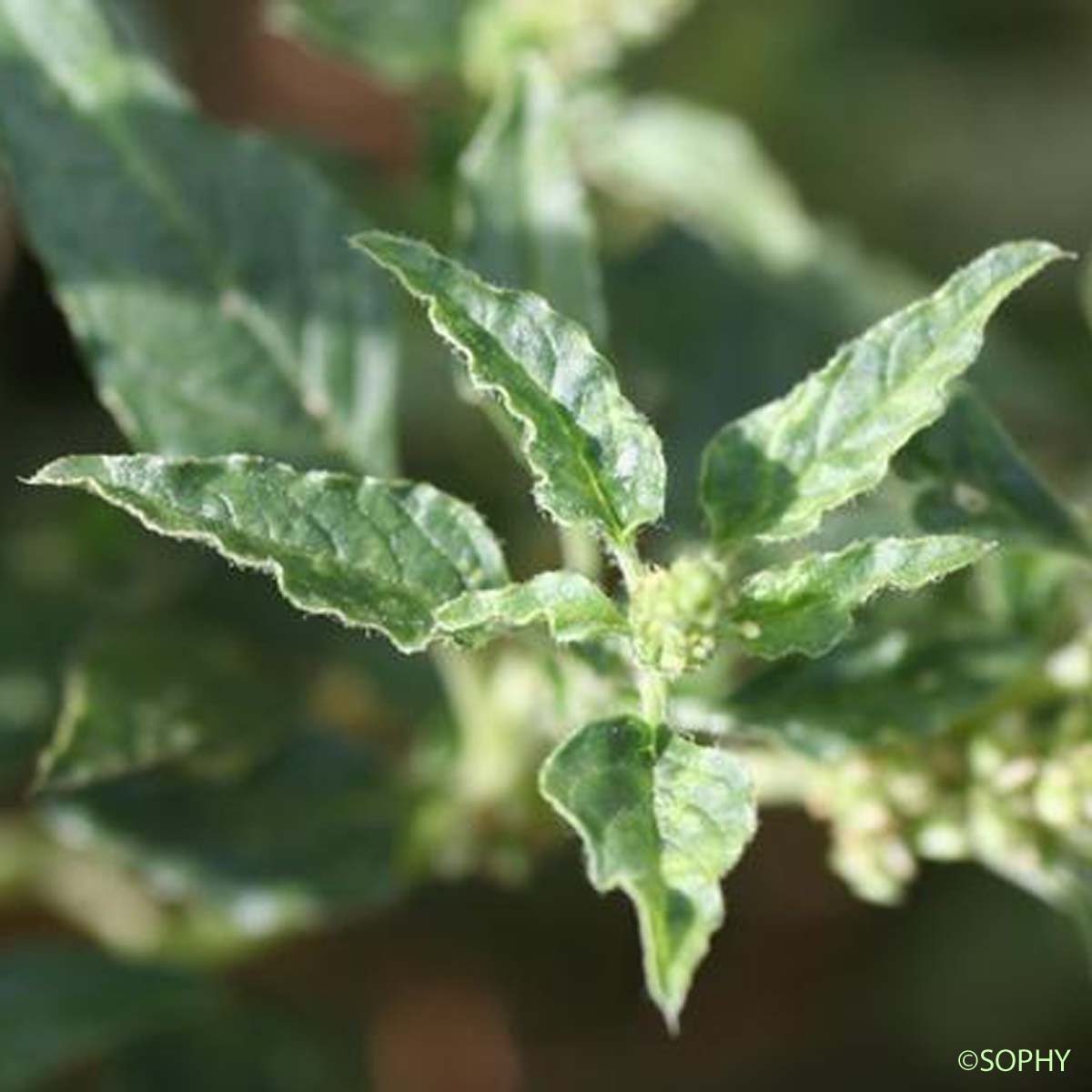 Amarante couchée - Amaranthus deflexus