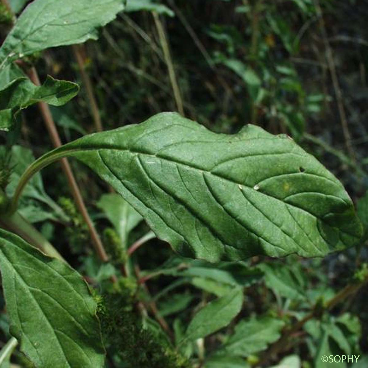 Amarante réfléchie - Amaranthus retroflexus