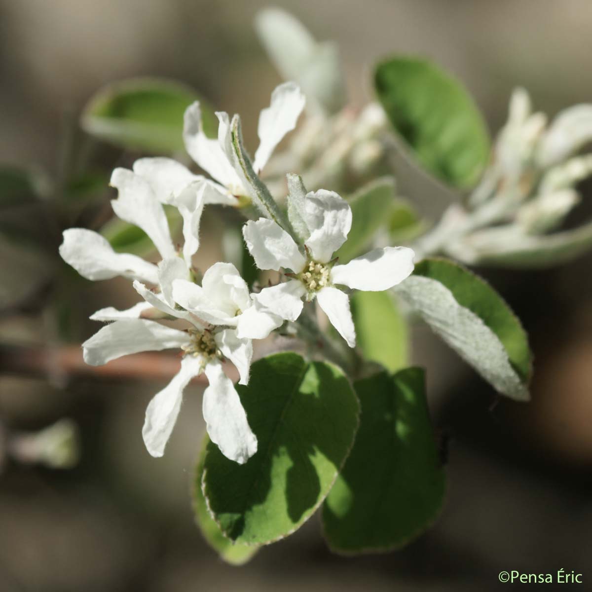 Amélanchier - Amelanchier ovalis subsp. ovalis