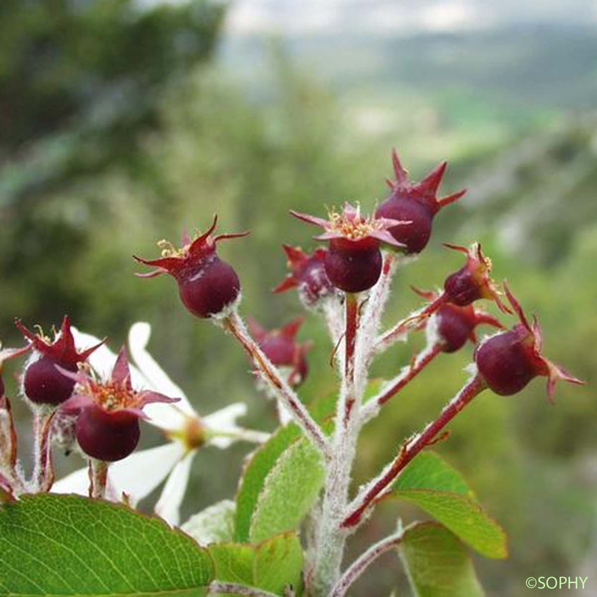 Amélanchier - Amelanchier ovalis subsp. ovalis