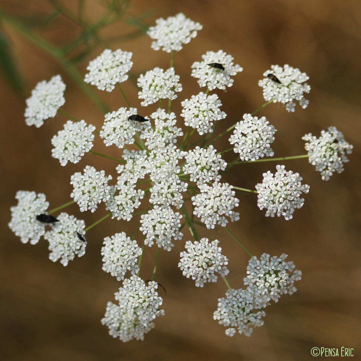 Ammi commun - Ammi majus