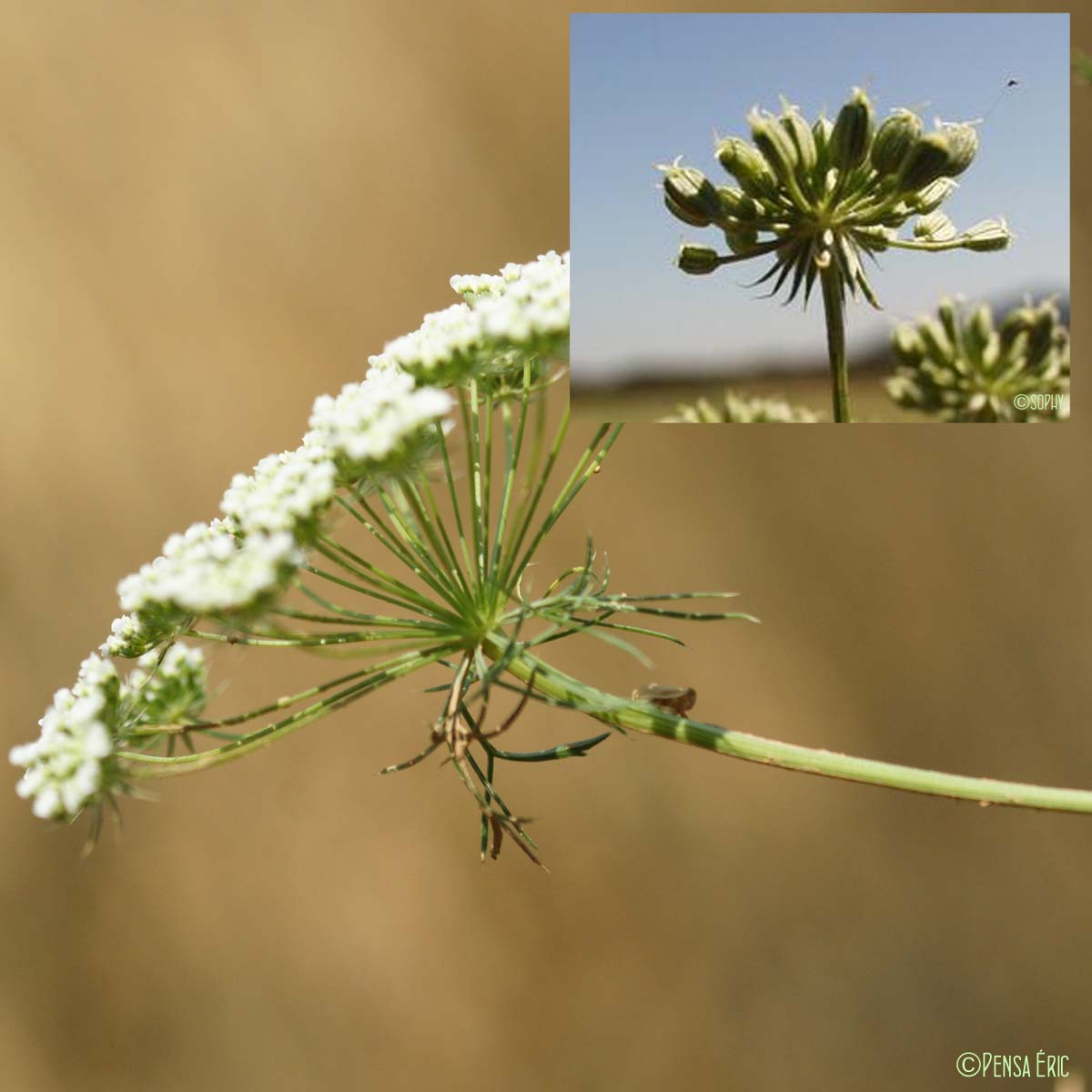 Ammi commun - Ammi majus