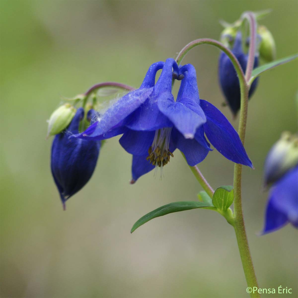 Ancolie commune - Aquilegia vulgaris