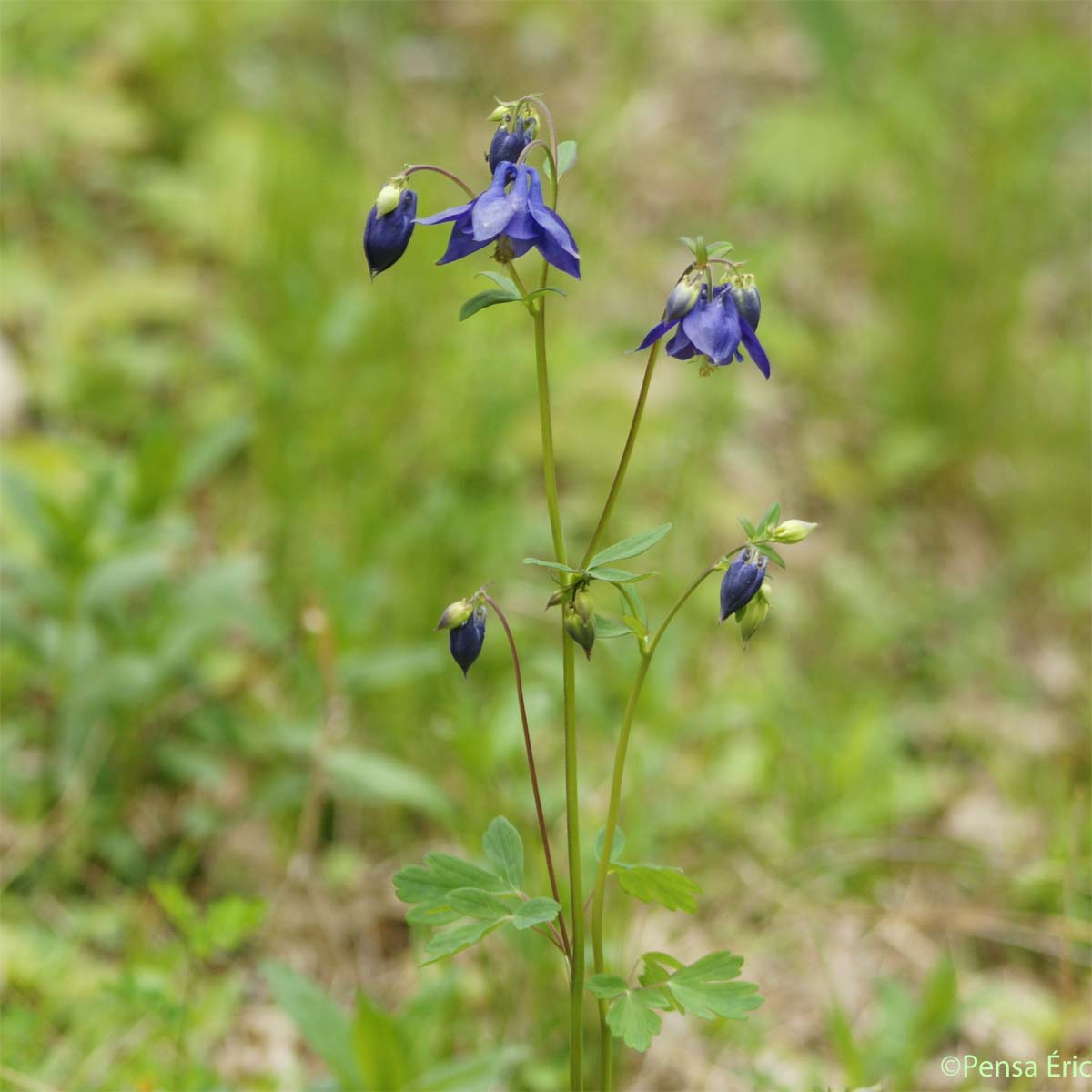 Ancolie commune - Aquilegia vulgaris