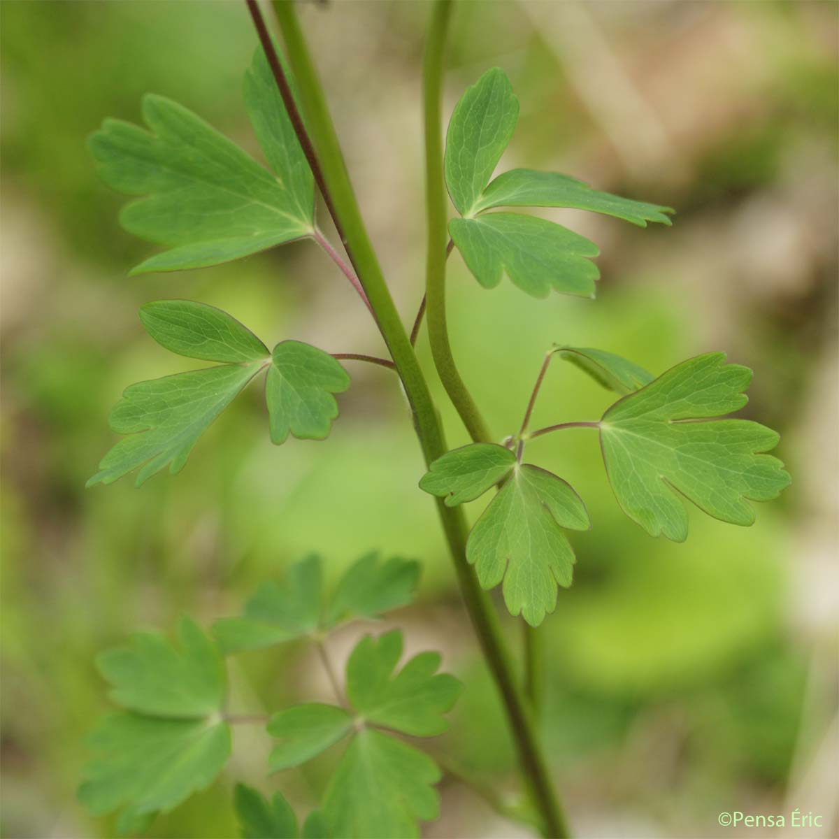 Ancolie commune - Aquilegia vulgaris