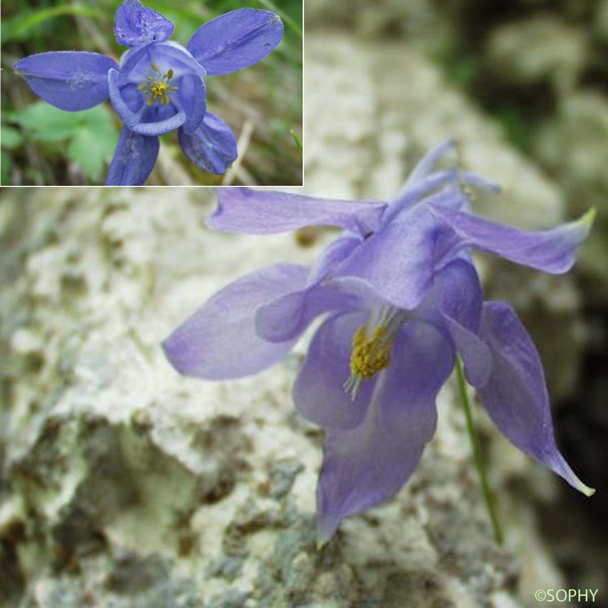 Ancolie de Bertoloni - Aquilegia reuteri