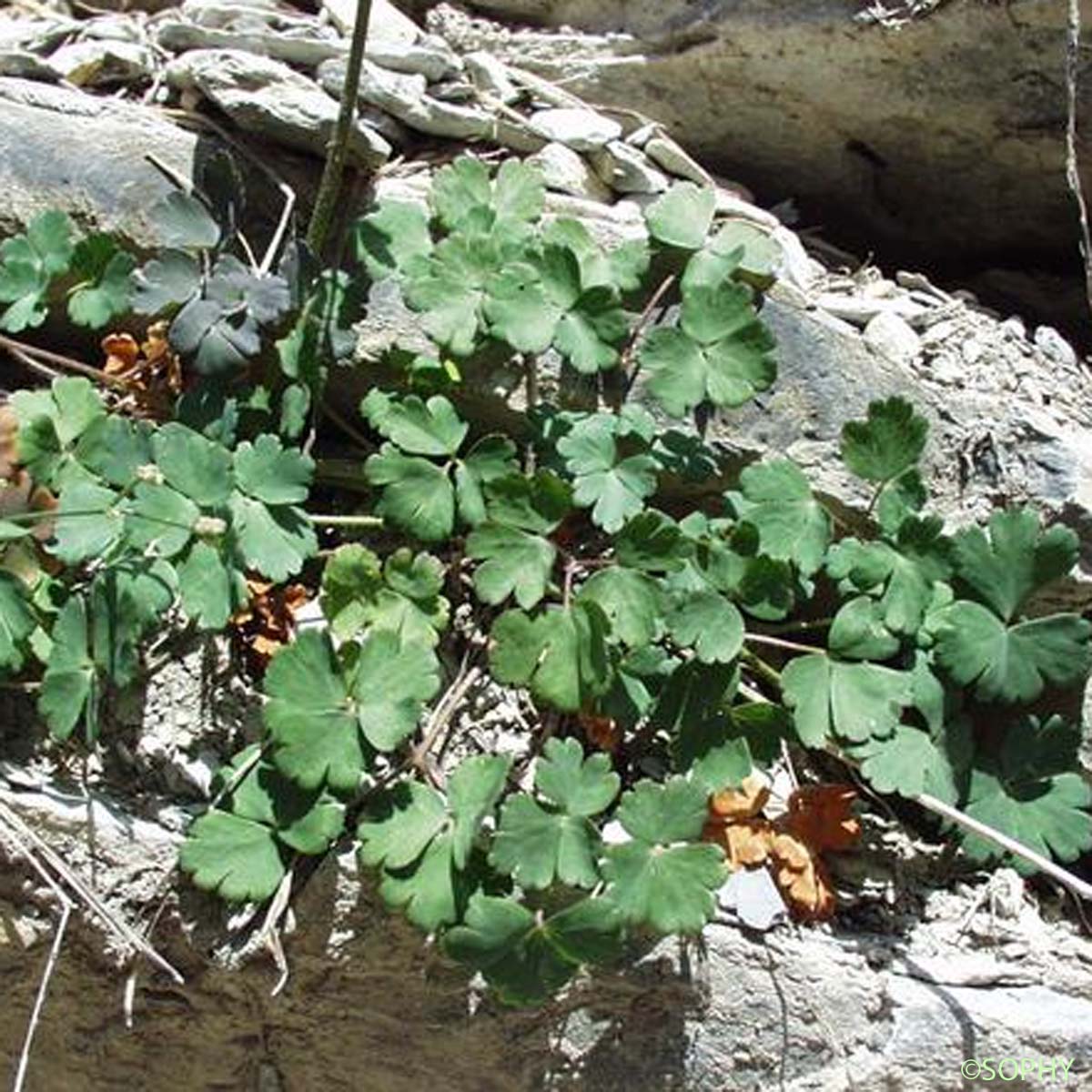 Ancolie de Bertoloni - Aquilegia reuteri