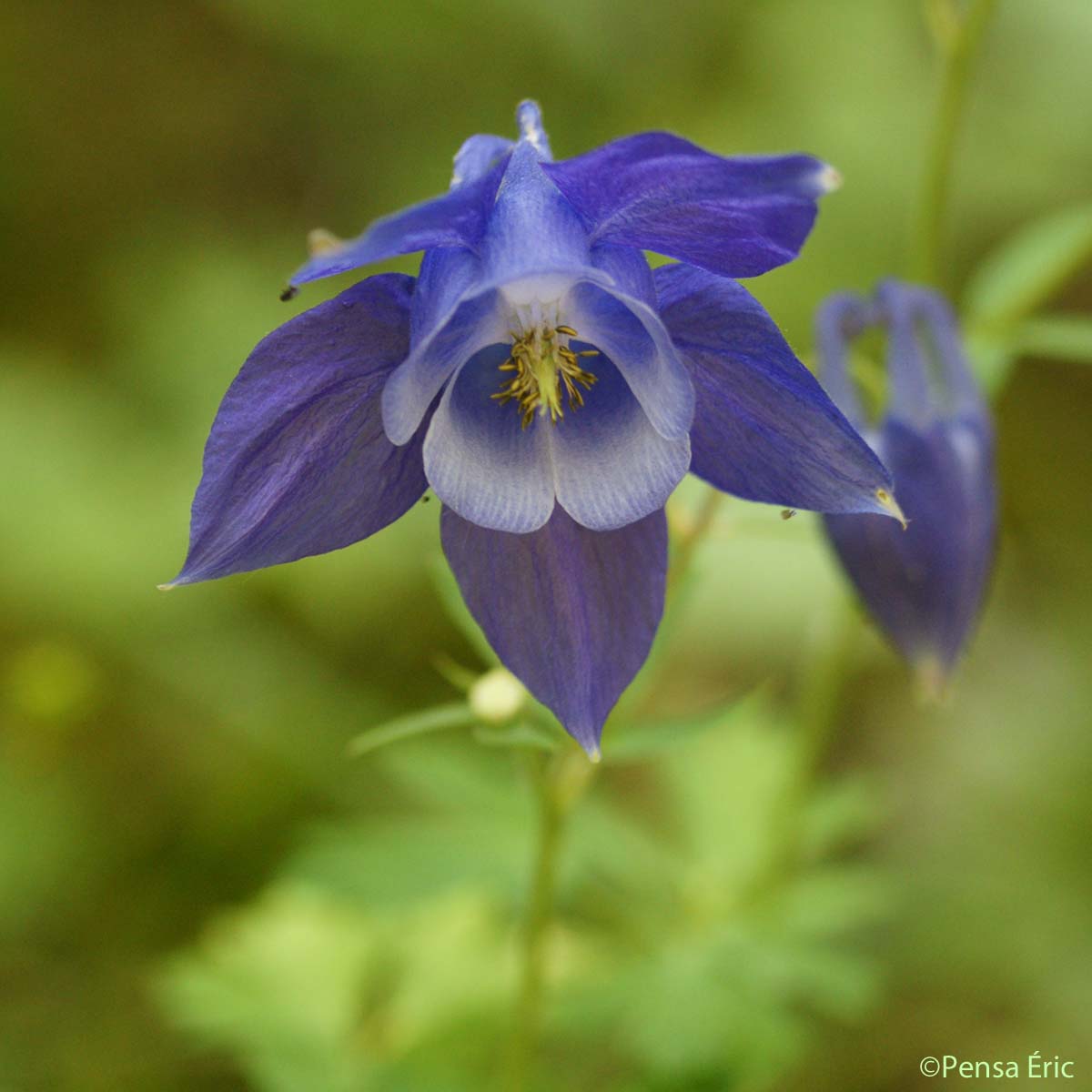 Ancolie des Alpes - Aquilegia alpina