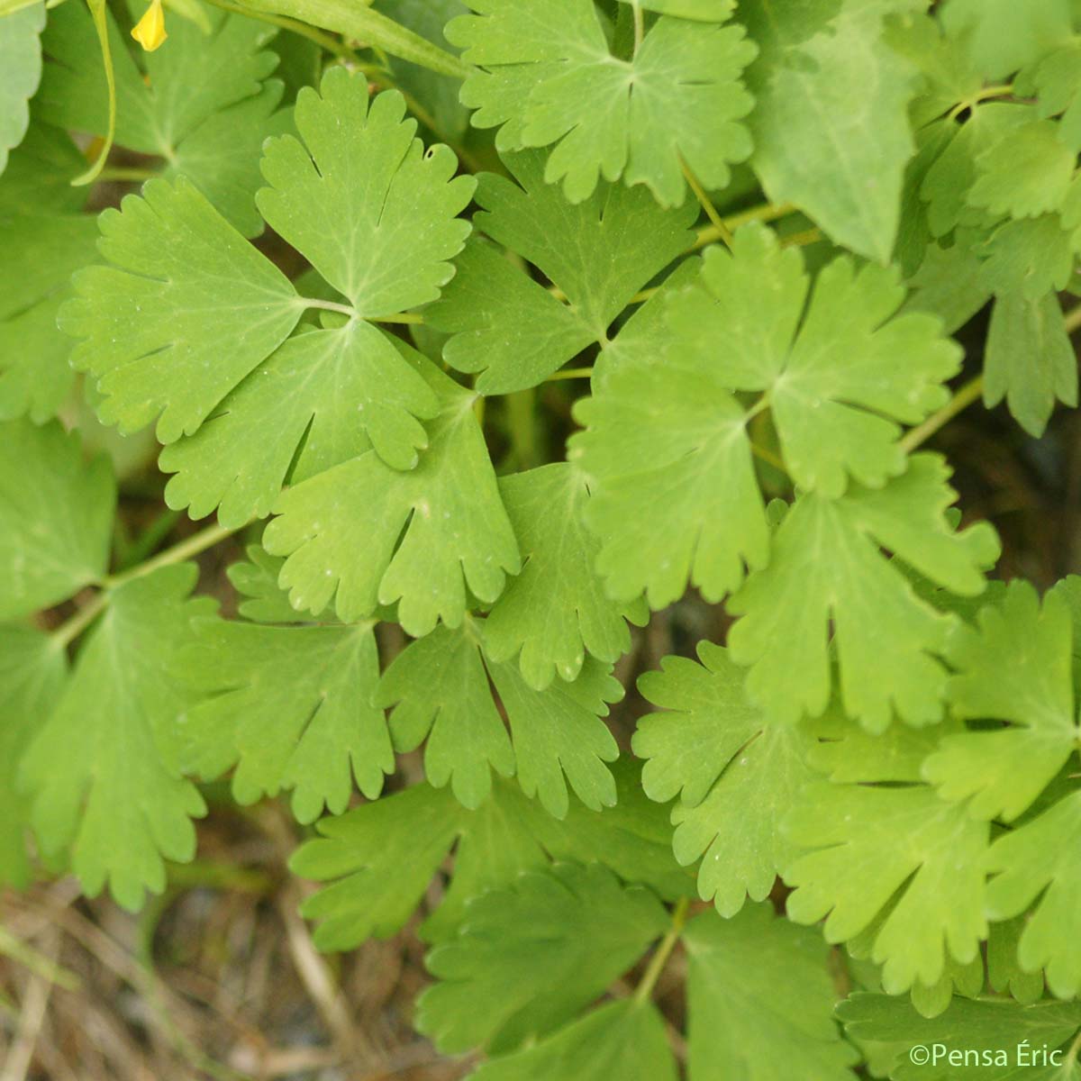 Ancolie des Alpes - Aquilegia alpina