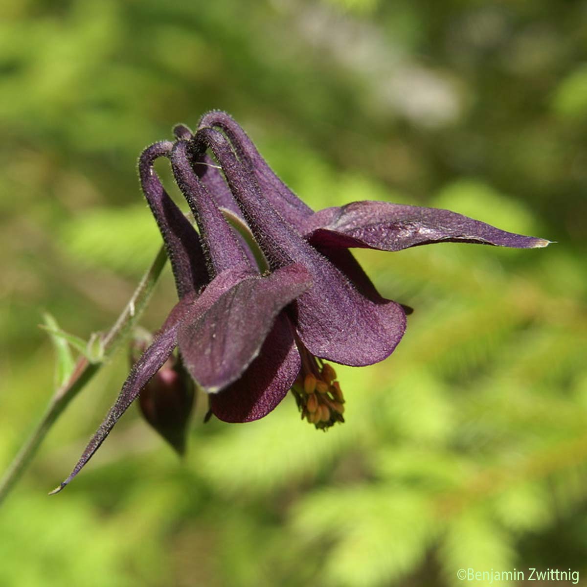 Ancolie noirâtre - Aquilegia atrata