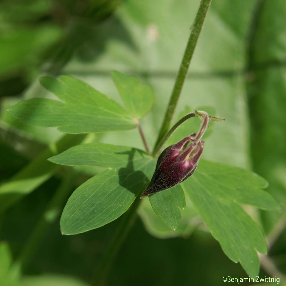 Ancolie noirâtre - Aquilegia atrata