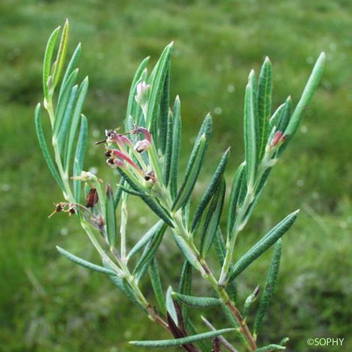 Andromède - Andromeda polifolia