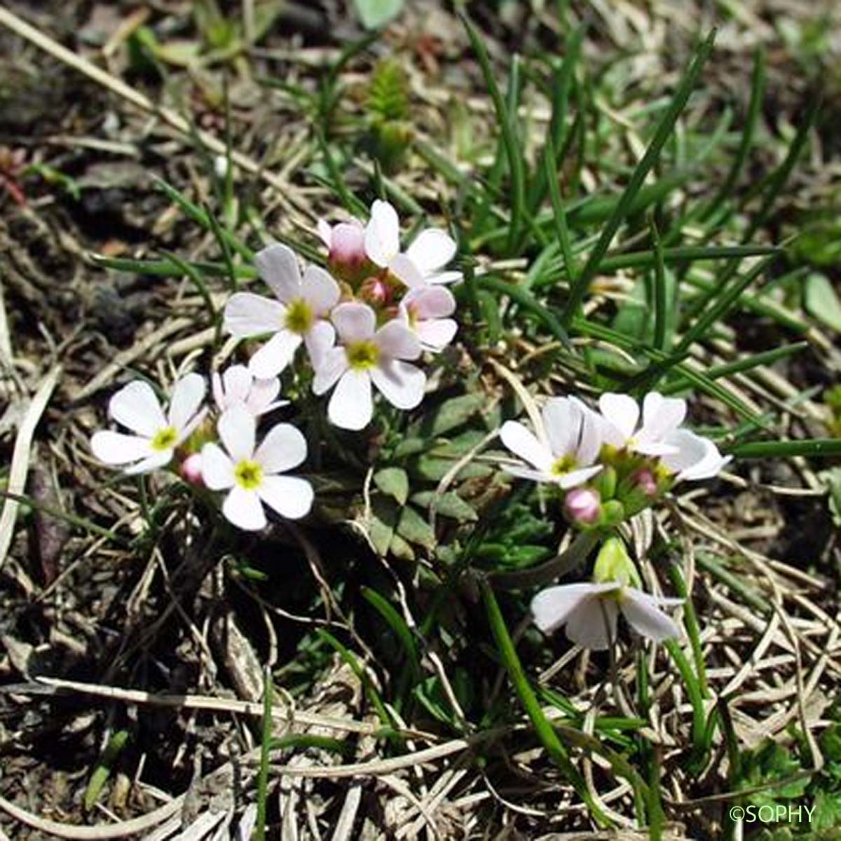 Androsace couleur de lait - Androsace lactea