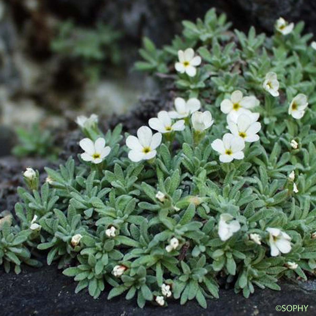 Androsace de Vandelli - Androsace argentea