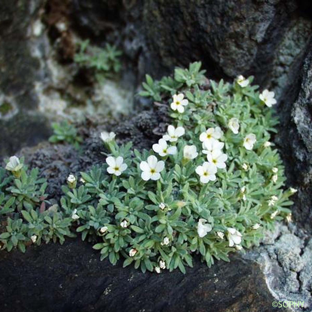 Androsace de Vandelli - Androsace argentea