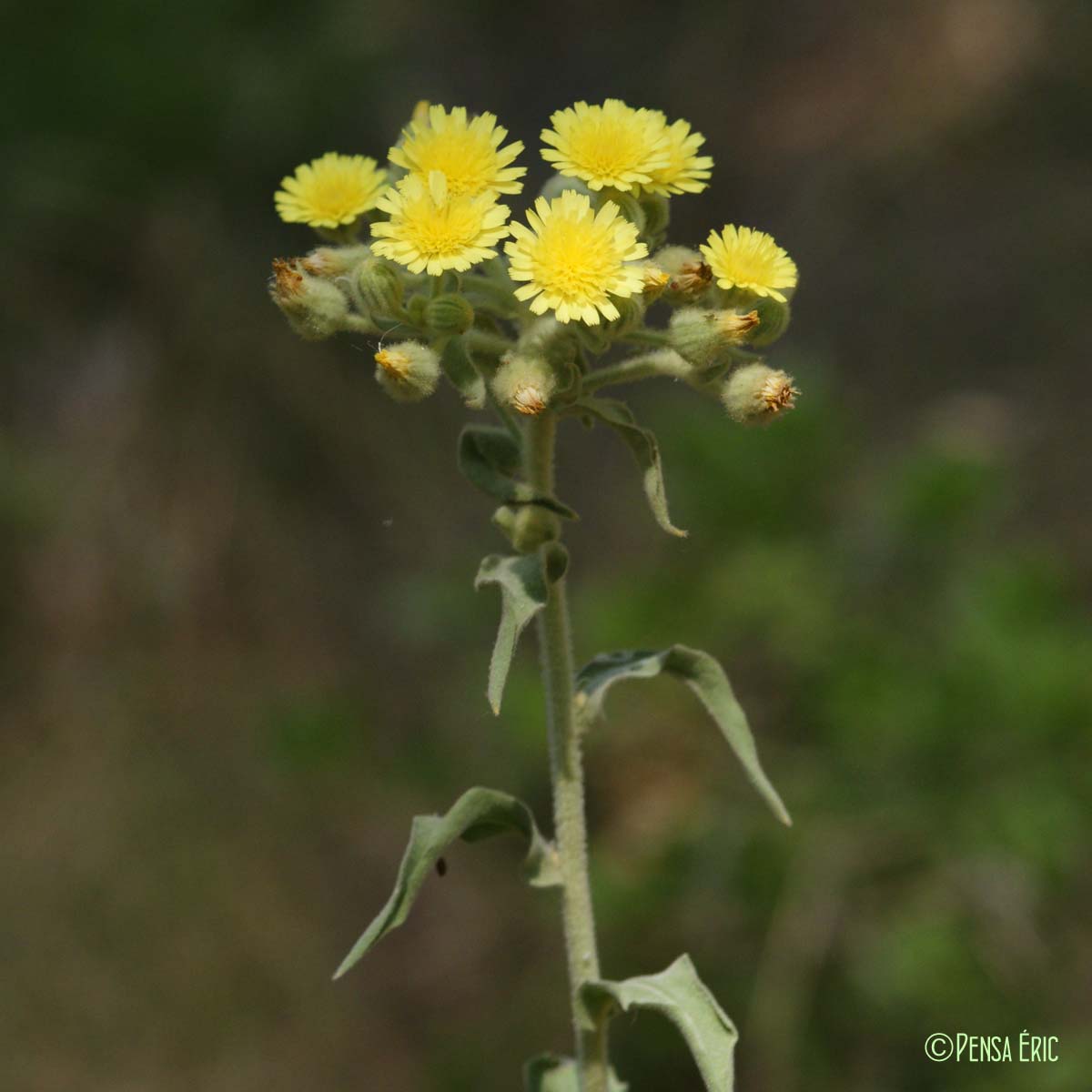 Andryale à feuilles entières - Andryala integrifolia