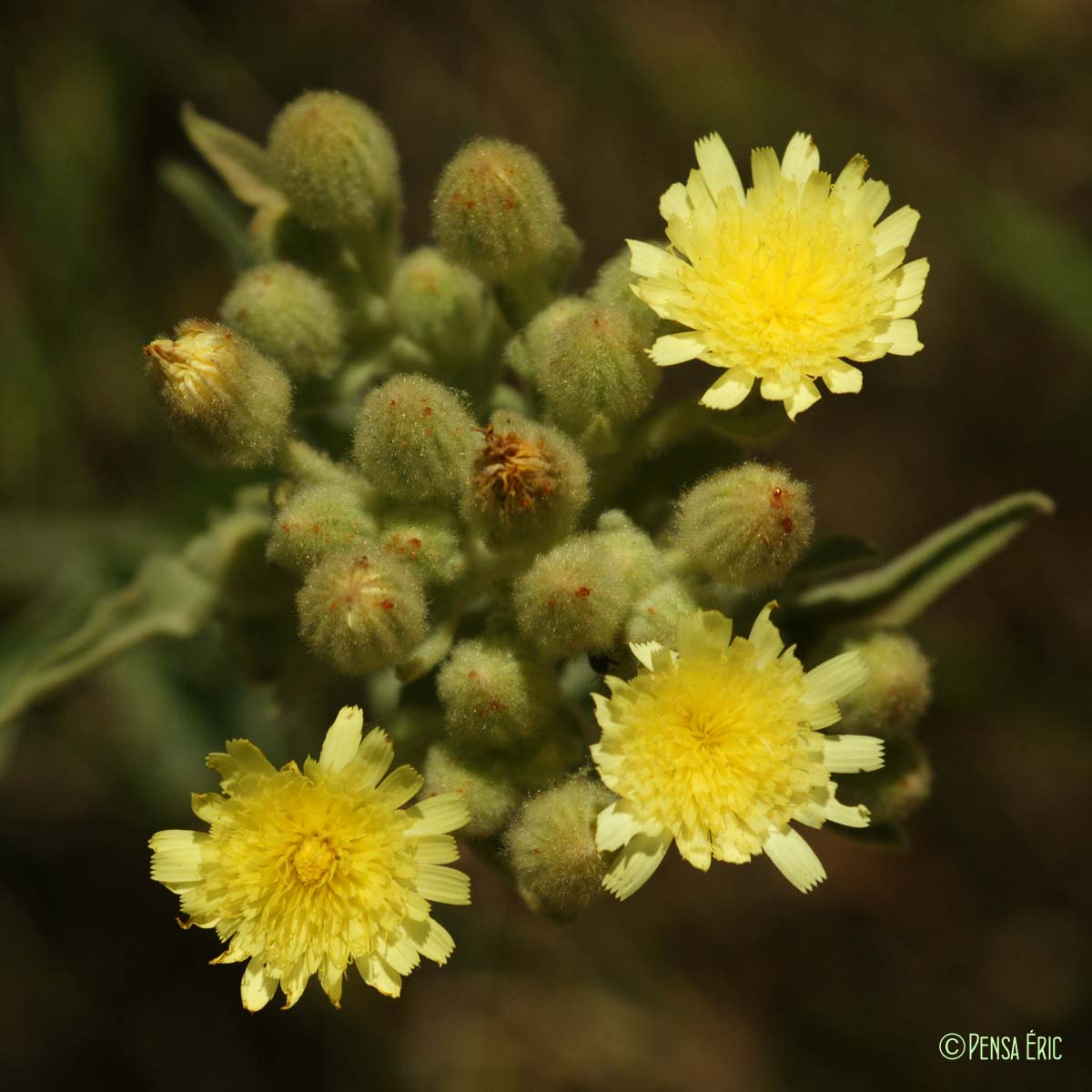 Andryale à feuilles entières - Andryala integrifolia