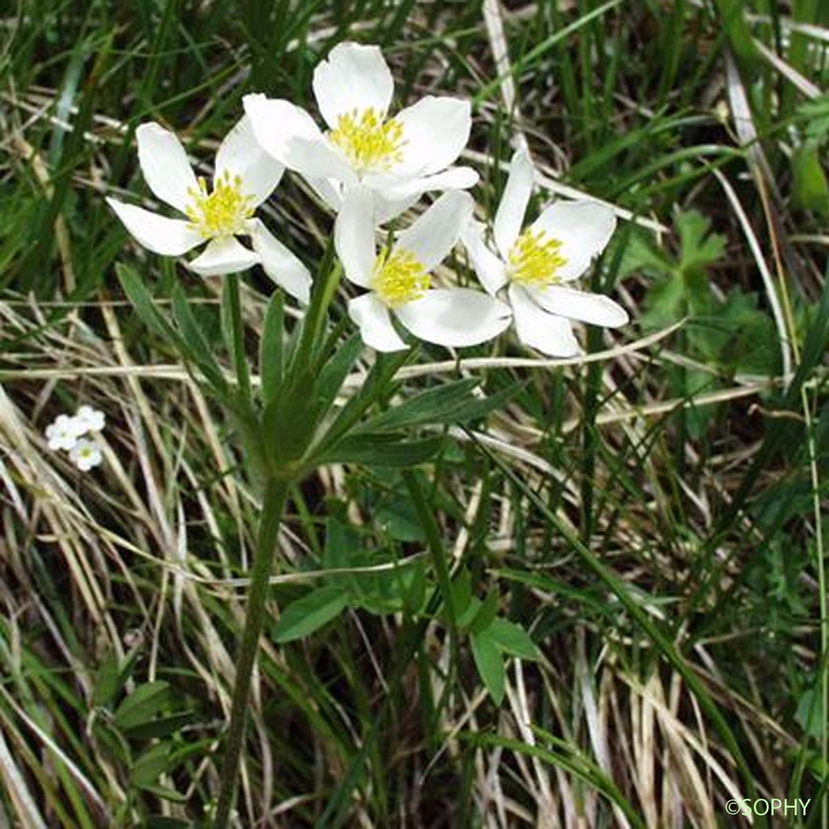 Anémone à feuilles de Narcisse - Anemone narcissiflora subsp. narcissiflora