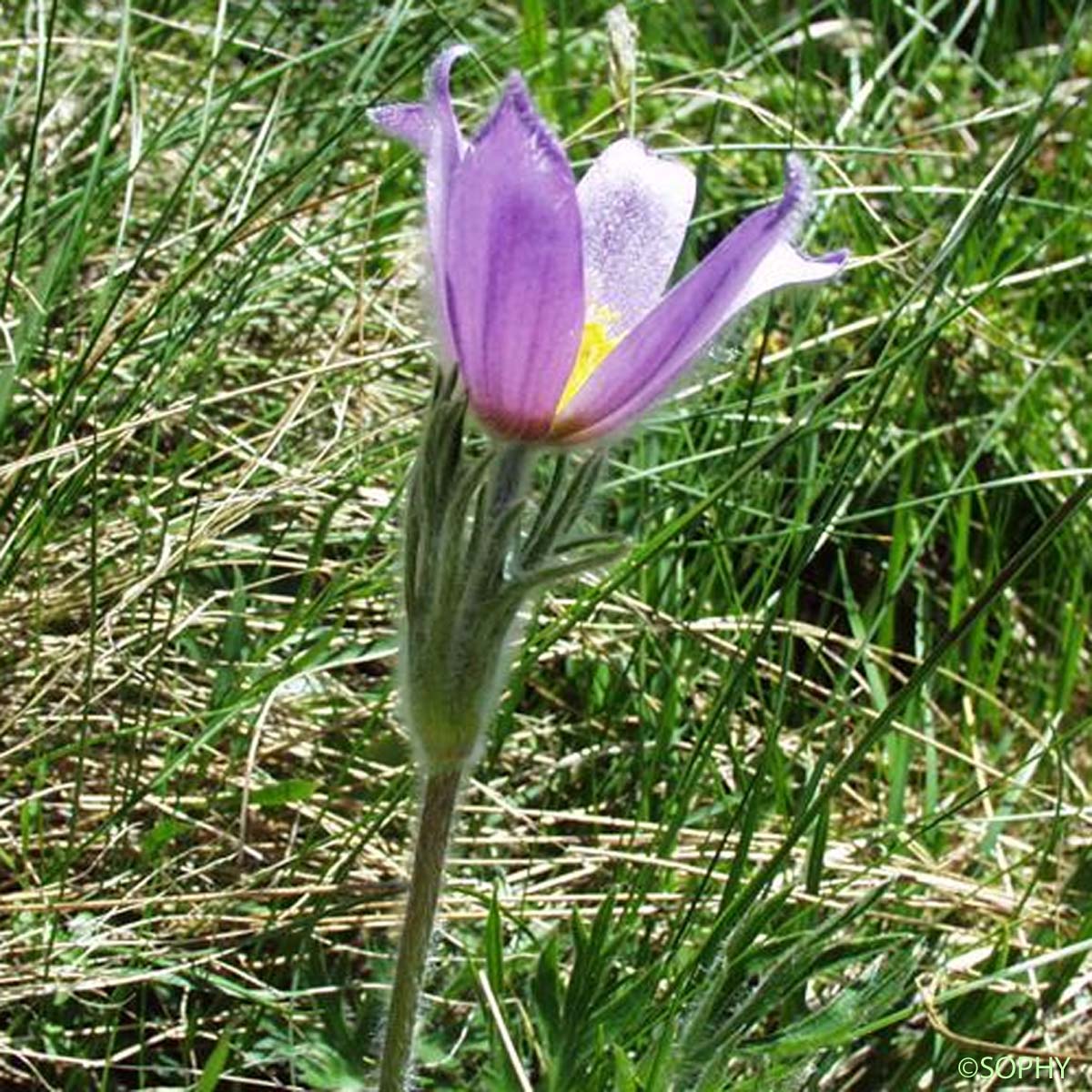 Anémone de Haller - Anemone halleri subsp. halleri